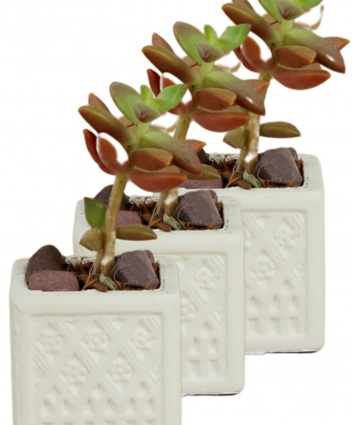 Mini Çiçek Saksı Küçük Sukulent Beyaz Kaktüs Saksısı 3lü Set Mini Kare Model